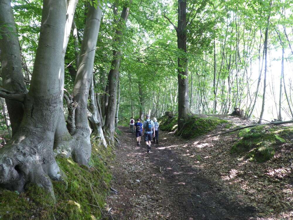 Short Walk from Dry Hill, Whitley Forest